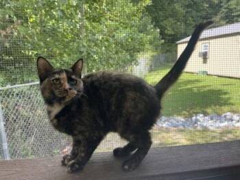 Kelly -  American Shorthair Cat for Adoption in Cashiers, North Carolina - Kelly | PetCurious