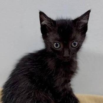 Swift -  Domestic Short Hair Cat for Adoption in New York, New York - Swift | PetCurious