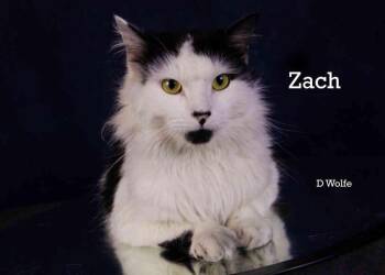 Zach -  Domestic Long Hair Cat for Adoption in York, Nebraska - Zach | PetCurious