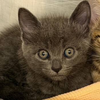 Oolong -  Domestic Short Hair Cat for Adoption in West Palm Beach, Florida - Oolong | PetCurious