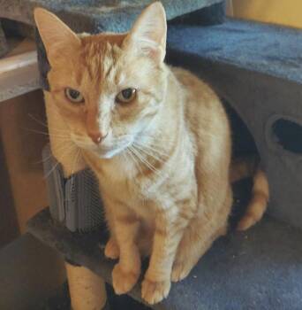 Rescue Domestic Short Hair Cats for Adoption in Novato, California - Rufus And Jackie | PetCurious