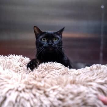 Ryan -  Domestic Short Hair Cat for Adoption in Gainesville, Georgia - Ryan | PetCurious