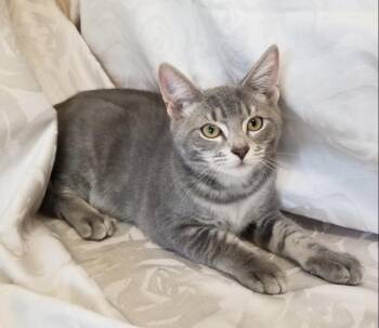 SILVERTOES (CC7224) -  Domestic Short Hair Cat for Adoption in West Orange, New Jersey - SILVERTOES (CC7224) | PetCurious