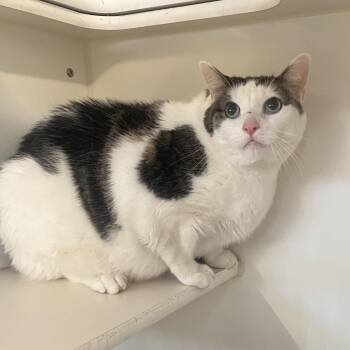 Wilbur (bonded w/ Charlotte) -  Domestic Short Hair Cat for Adoption in Oak Brook, Illinois - Wilbur (bonded W/ Charlotte) | PetCurious