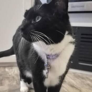 Socks -  Domestic Short Hair Cat for Adoption in Williston, Florida - Socks | PetCurious