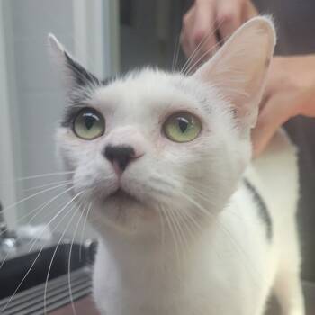 Rescue Domestic Short Hair Cats for Adoption in Buellton, California - Figgy | PetCurious