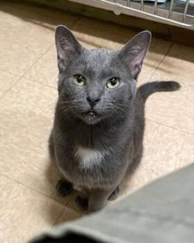 Stewart -  Domestic Short Hair Cat for Adoption in Little Rock, Arkansas - Stewart | PetCurious