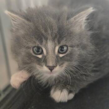 Domestic Long Hair Cats Available for Adoption in Desert Hot Springs, California - Sterling | PetCurious