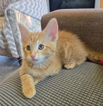 Fuzzy Navel -  Domestic Short Hair Cat for Adoption in Lincoln, Nebraska - Fuzzy Navel | PetCurious