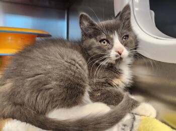 Domestic Medium Hair Cats Available for Adoption in Liberty, Missouri - Maldives | PetCurious