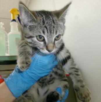 Lil Miss -  Domestic Short Hair Cat for Adoption in Plover, Wisconsin - Lil Miss | PetCurious