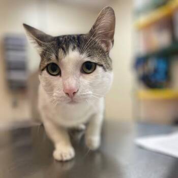 Molecule -  Domestic Short Hair Cat for Adoption in Eagle Mountain, Utah - Molecule | PetCurious