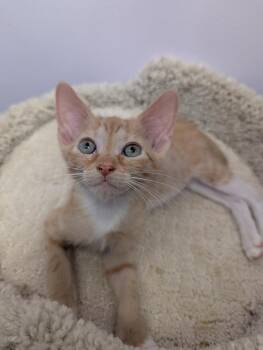 Oven -  Domestic Short Hair Cat for Adoption in Ruskin, Florida - Oven | PetCurious
