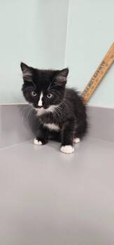 Hermione -  Domestic Short Hair Cat for Adoption in Athens, Tennessee - Hermione | PetCurious