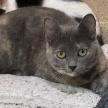 Sequoia -  Domestic Short Hair Cat for Adoption in Pekin, Illinois - Sequoia | PetCurious