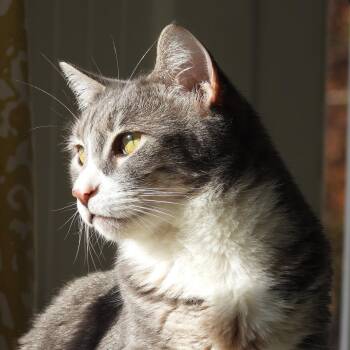 Domestic Short Hair Cats Available for Adoption in San Jose, California - Cleo | PetCurious