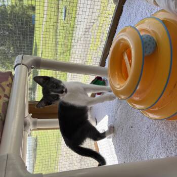Catrick -  Domestic Short Hair Cat for Adoption in Honesdale, Pennsylvania - Catrick | PetCurious