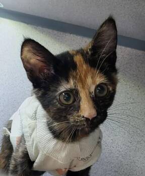 C.E.O. -  Domestic Short Hair Cat for Adoption in Canon City, Colorado - C.E.O. | PetCurious