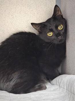 SAPPHIRE -  Domestic Short Hair Cat for Adoption in Aliquippa, Pennsylvania - SAPPHIRE | PetCurious
