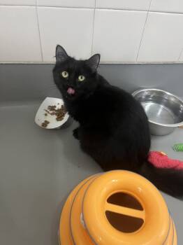 Rescue Domestic Medium Hair Cats for Adoption in Healdsburg, California - Brooke | PetCurious