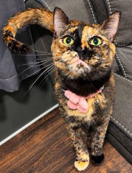 Cappy -  Domestic Short Hair Cat for Adoption in Sioux Falls, South Dakota - Cappy | PetCurious