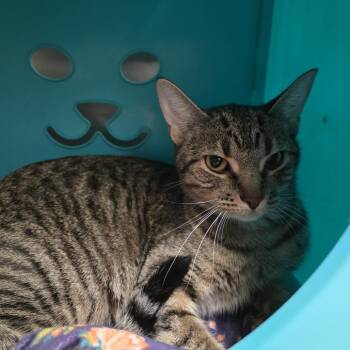 Cricket -  Domestic Short Hair Cat for Adoption in Oshkosh, Wisconsin - Cricket | PetCurious