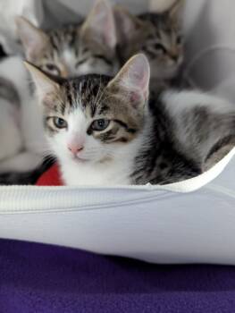 Rescue Domestic Short Hair Cats for Adoption in Mount Vernon, Ohio - David Lee | PetCurious