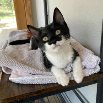 Rescue Domestic Short Hair Cats for Adoption in Warr Acres, Oklahoma - Audrey | PetCurious