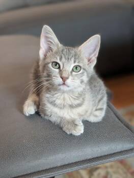 Marisol A218480 -  Domestic Short Hair Cat for Adoption in Plano, Texas - Marisol A218480 | PetCurious