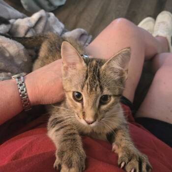 Winnie 26-05-049 -  Domestic Short Hair Cat for Adoption in Bastrop, Texas - Winnie 26-05-049 | PetCurious