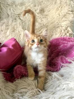 Bamboozle -  Domestic Medium Hair Cat for Adoption in Jefferson, Louisiana - Bamboozle | PetCurious