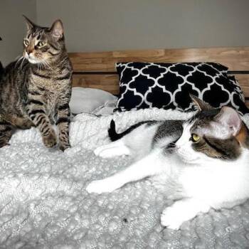 American Shorthair Cats Available for Adoption - Marble | PetCurious