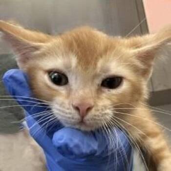 Penelope -  Domestic Short Hair Cat for Adoption in Brenham, Texas - Penelope | PetCurious