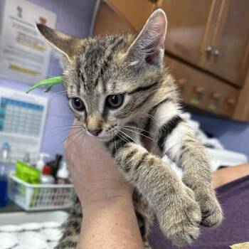 Finn (Green Collar) -  Domestic Short Hair Cat for Adoption in Newport, Tennessee - Finn (Green Collar) | PetCurious