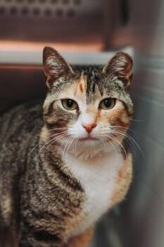 Domestic Short Hair Cats Available for Adoption in North Charleston, South Carolina - 06172B Cat Von D | PetCurious