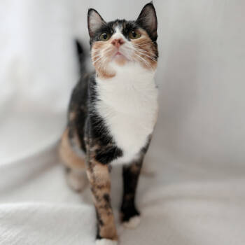 Rescue Domestic Short Hair Cats for Adoption in Brandon, Florida - Millie | PetCurious