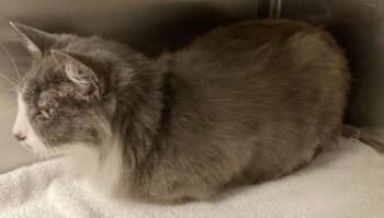Linda -  Domestic Medium Hair and Domestic Short Hair Cat for Adoption in Eugene, Oregon - Linda | PetCurious