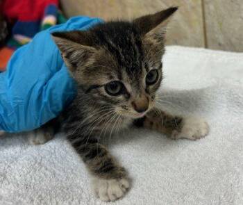 Chip -  Domestic Short Hair Cat for Adoption in Honolulu, Hawaii - Chip | PetCurious