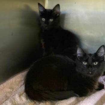 Freddie -  Domestic Medium Hair Cat for Adoption in Dayton, Ohio - Freddie | PetCurious