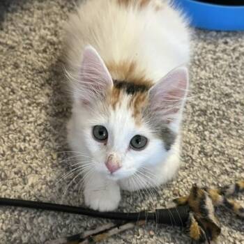 Chevelle -  Calico Cat for Adoption in Mesa, Arizona - Chevelle | PetCurious