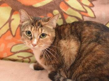 Domestic Short Hair Cats Available for Adoption in Portland, Oregon - Smudge | PetCurious