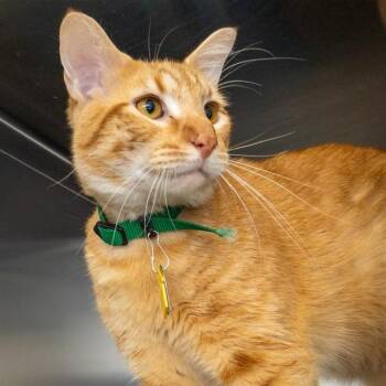 TIGGER -  Domestic Short Hair Cat for Adoption in St. Louis, Missouri - TIGGER | PetCurious