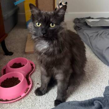 Pippy -  Domestic Medium Hair Cat for Adoption in Bridgeville, Pennsylvania - Pippy | PetCurious
