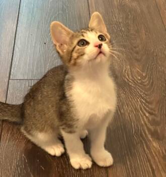 Tiny Tim -  Tabby Cat for Adoption in San Antonio, Texas - Tiny Tim | PetCurious