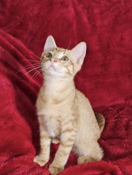 Domestic Short Hair Cats Available for Adoption in Alexandria, Louisiana - Andy | PetCurious