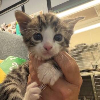 Frosted Flakes -  Domestic Medium Hair Cat for Adoption in Lake Jackson, Texas - Frosted Flakes | PetCurious