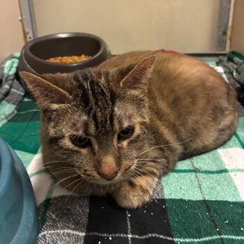 Fauna -  Domestic Short Hair Cat for Adoption in Salt Lake City, Utah - Fauna | PetCurious