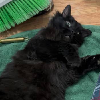 Domestic Long Hair Cats Available for Adoption - Jensen | PetCurious