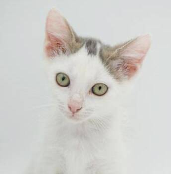 Rescue Turkish Van and Russian Blue Cats for Adoption in Bedford Hills, New York - Hereee