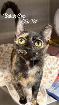 Butter Cup -  Domestic Medium Hair Cat for Adoption in Clarksville, Tennessee - Butter Cup | PetCurious